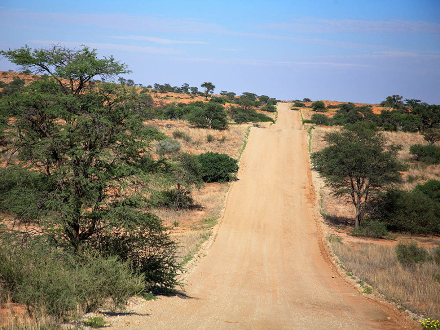 Natuur in Kgalagadi Transfrontier Park