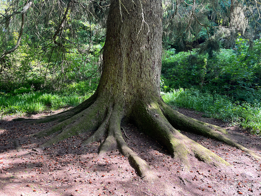 Downhill Forest