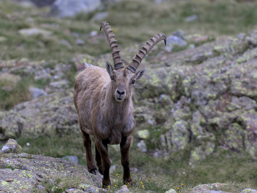 Stelvio Nationaal Park