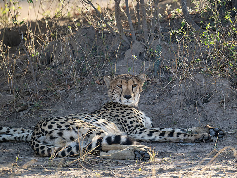 Op safari in Kafue