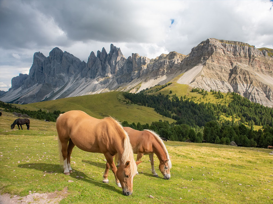 Paardrijden Trentino