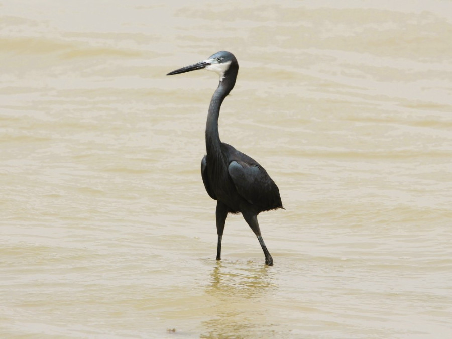 Reiger Senegal