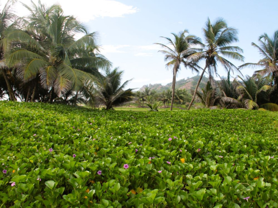 Natuurpark Barbados