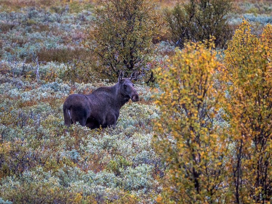 Eland in Fokstumyra