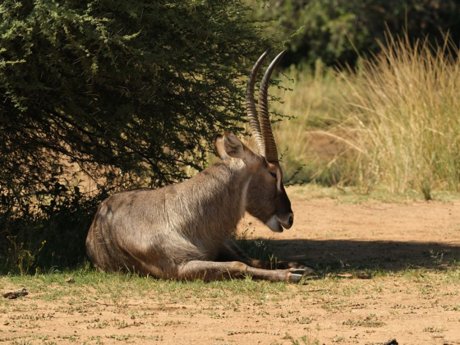 Waterbok