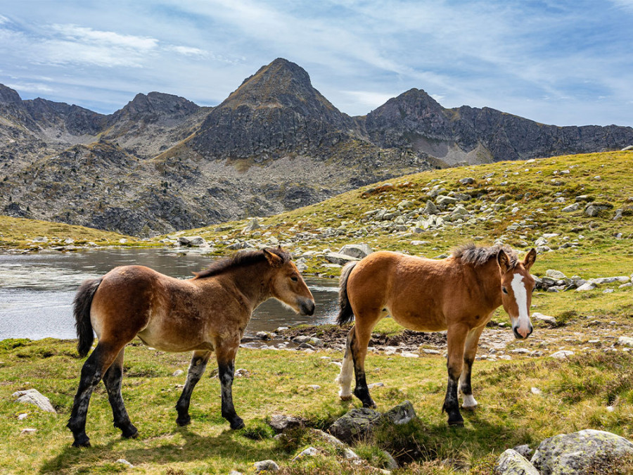 Alt Pirineu Natural Park