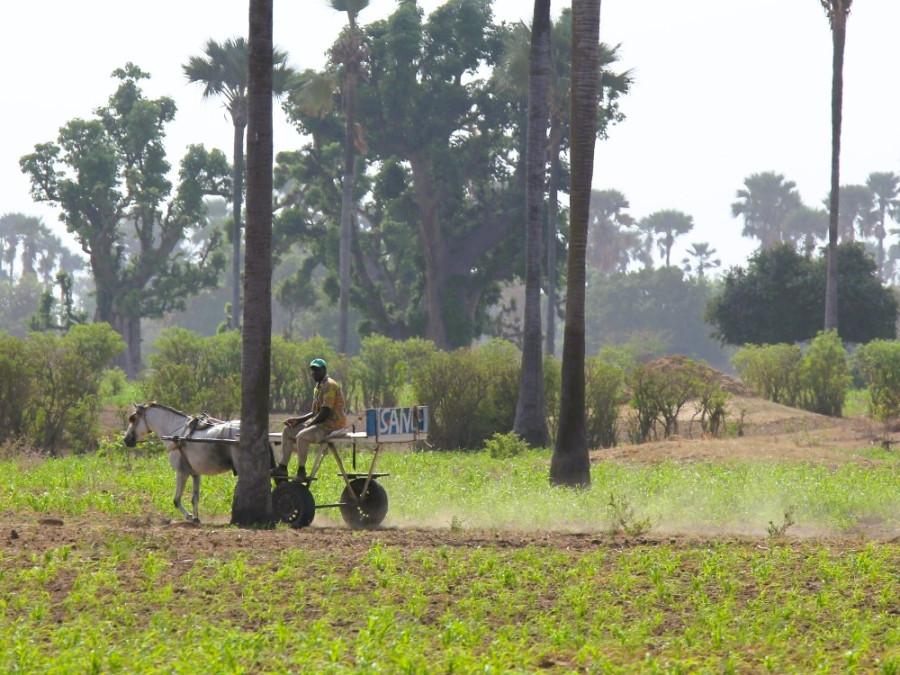 Platteland Senegal