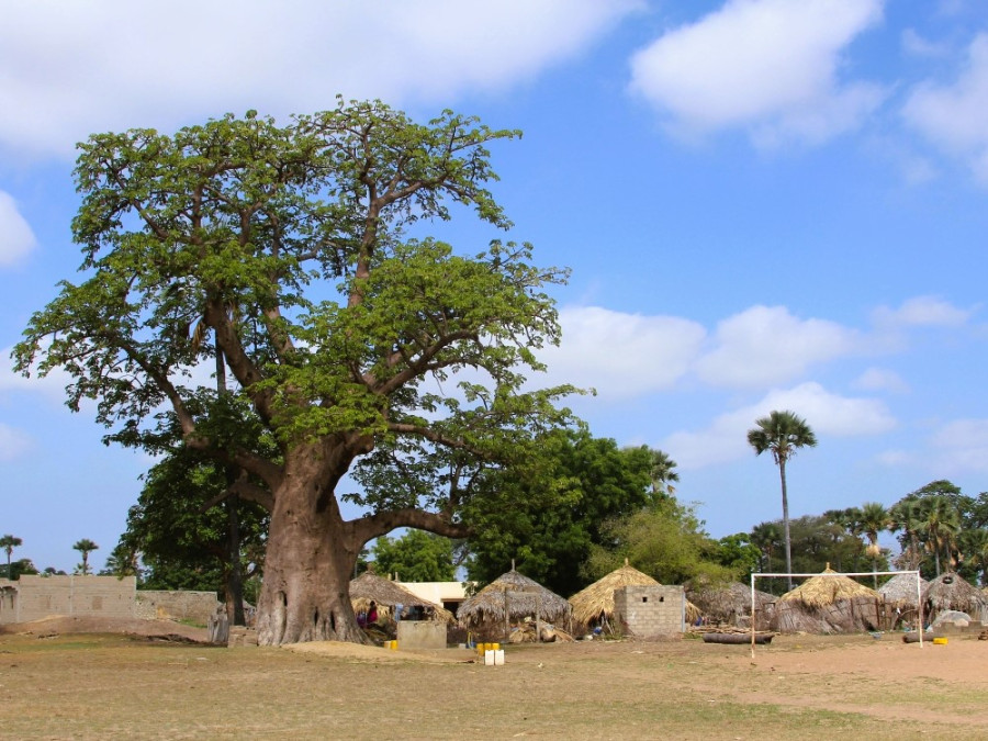 Baobab Senegal