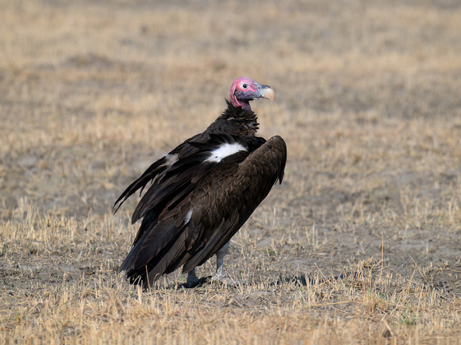 Vogels in Kafue