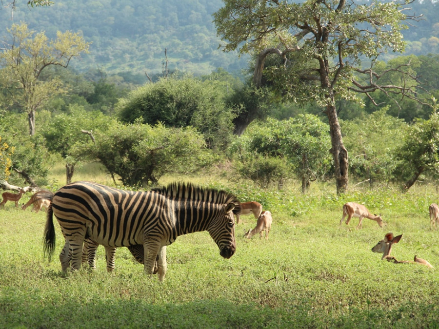 Dieren in Kruger | De Big Five, vogels en andere dieren in Kruger