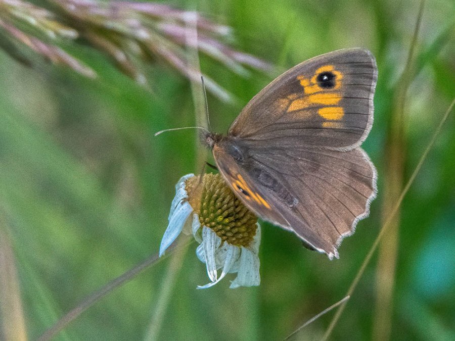 Bruin zandoogje vlinder Bruin zandoogje vlinder