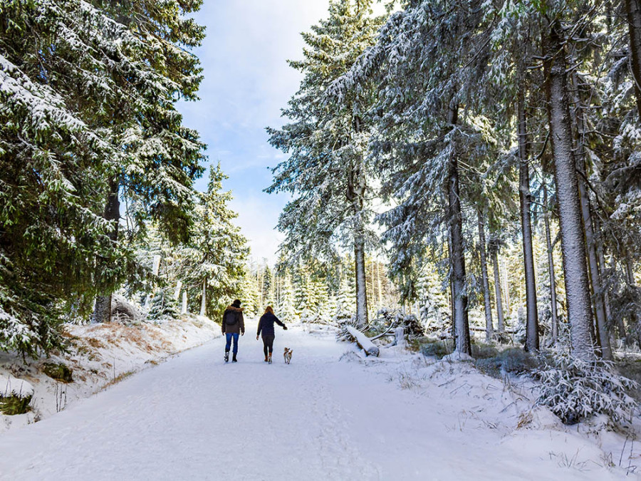 Winter in de Harz