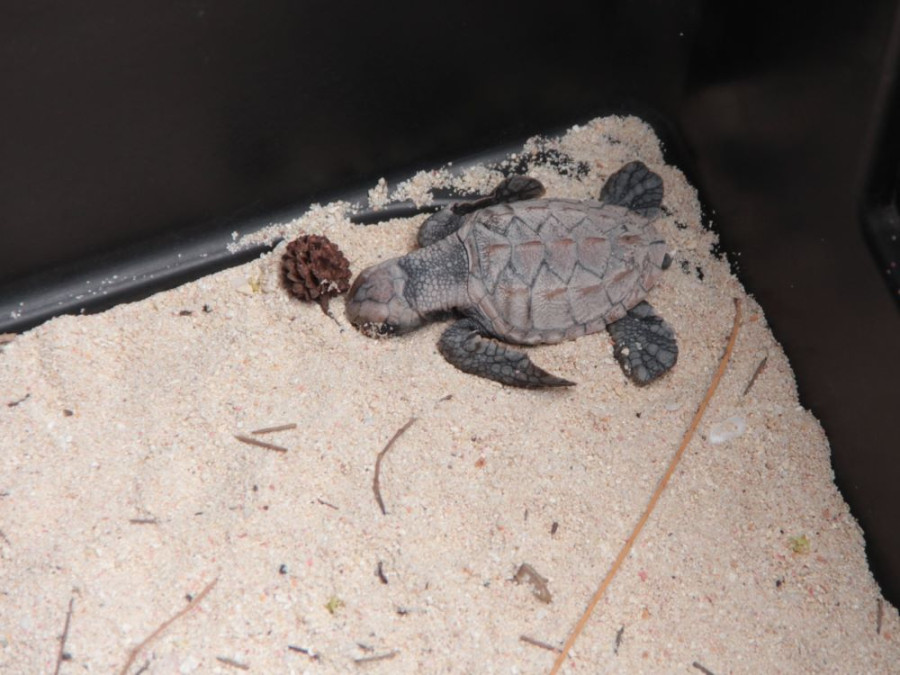 Baby zeeschildpad