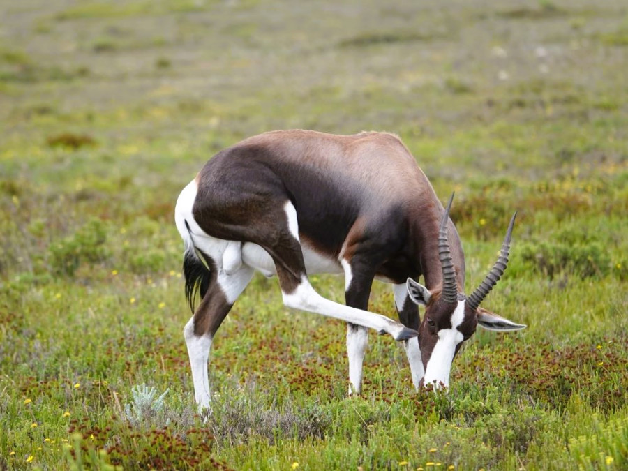 Bontebok Zuid-Afrika