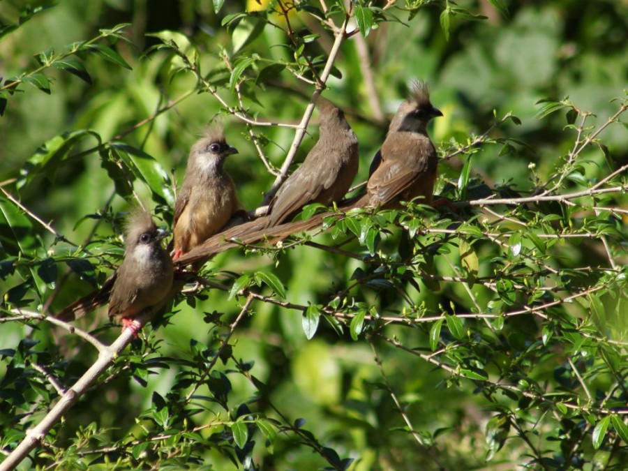 birds Shimba Hills