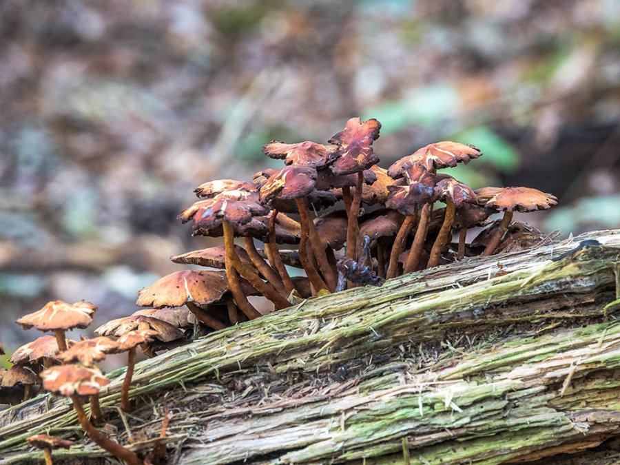 Oud hout in de Starnumanbossen Oud hout in de Starnumanbossen