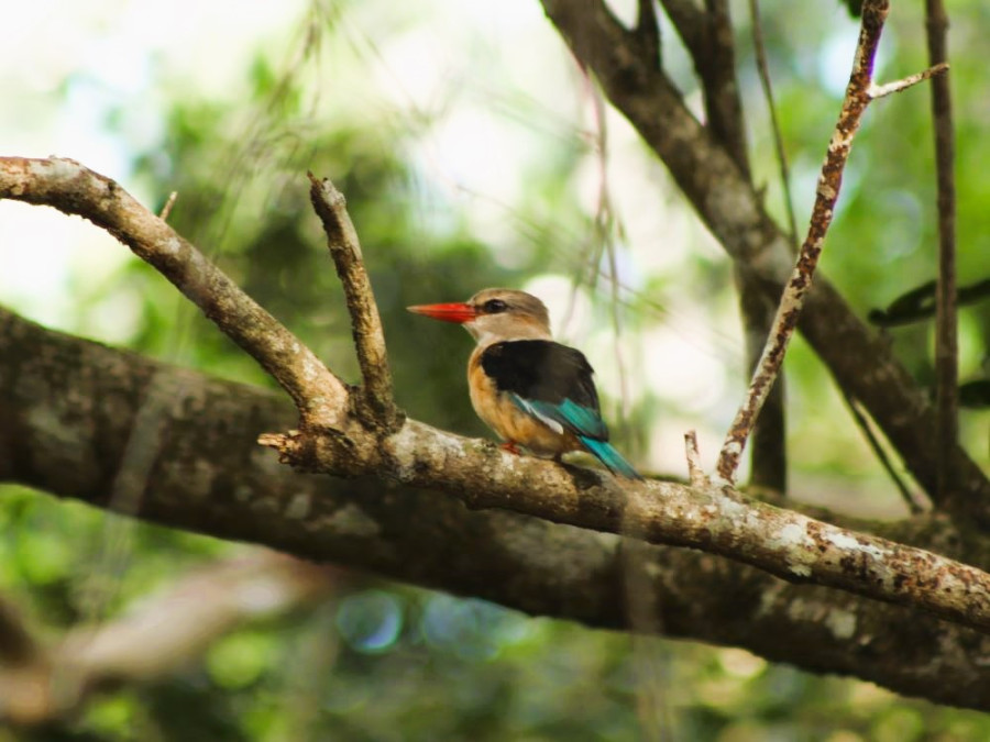 IJsvogel Kenia Shimba Hills