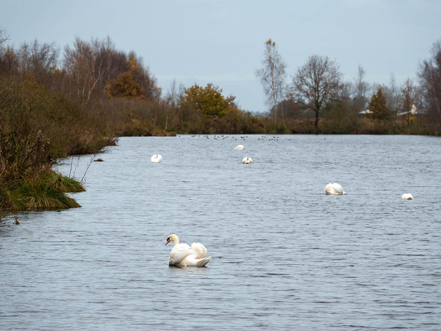 Watervogels Alde Feanen