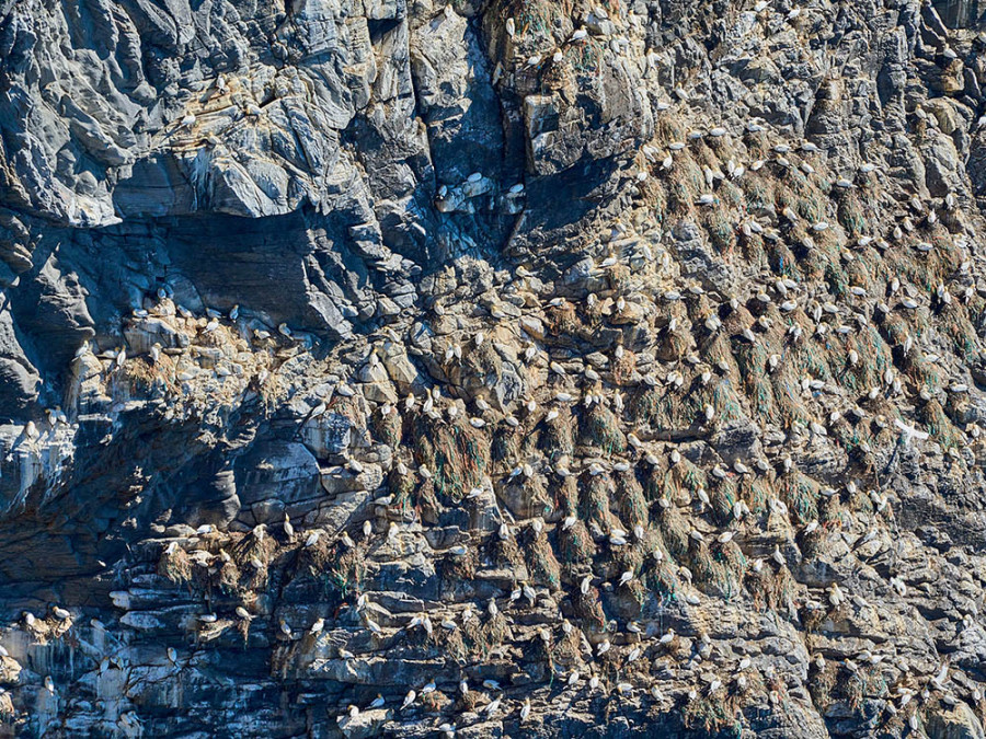 Northern gannets