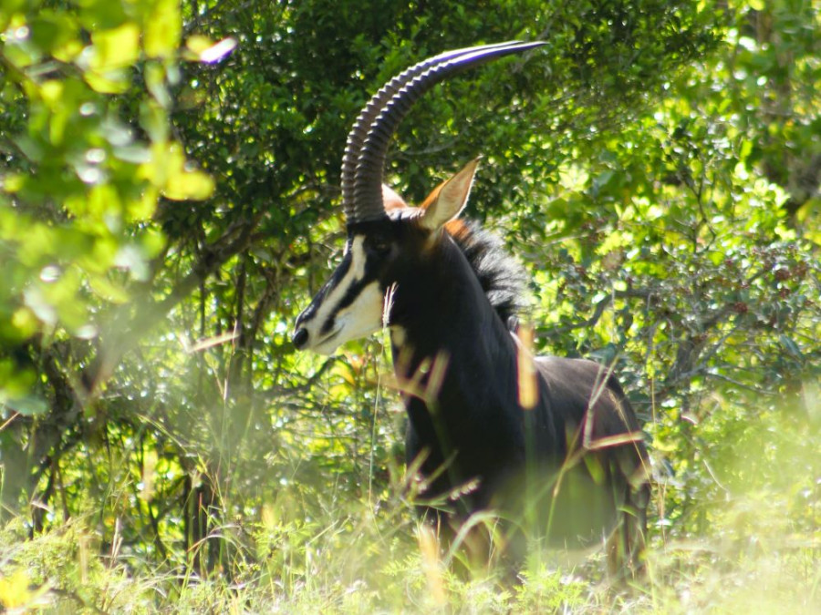 Sable antilope Kenya