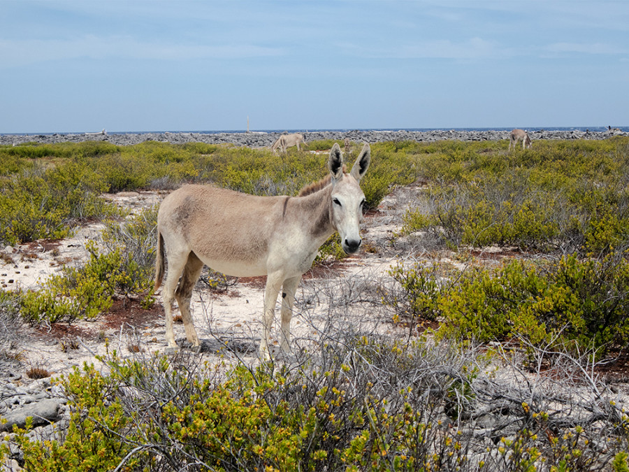 Wilde ezels Bonaire