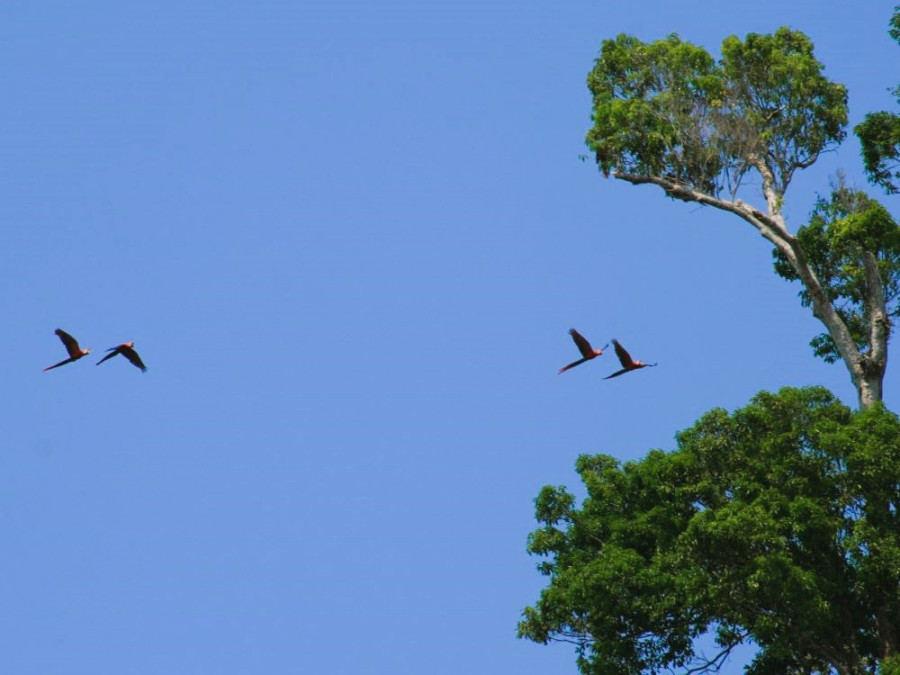 Ara Costa Rica