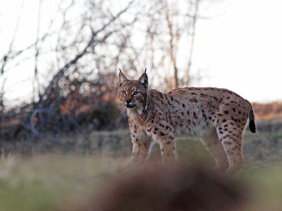 De lynx is terug