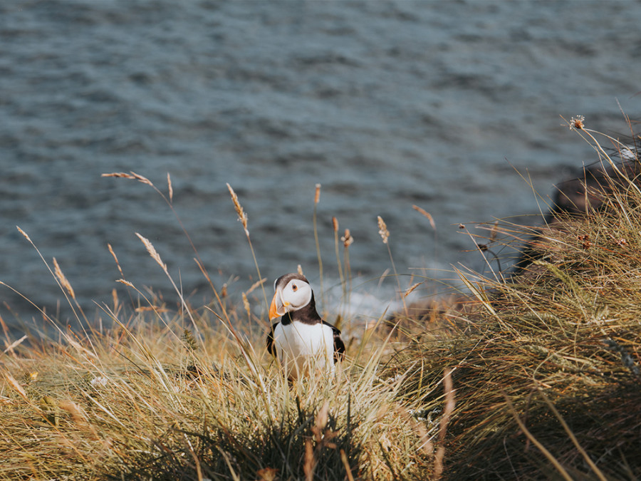 Papegaaiduiker Staffa