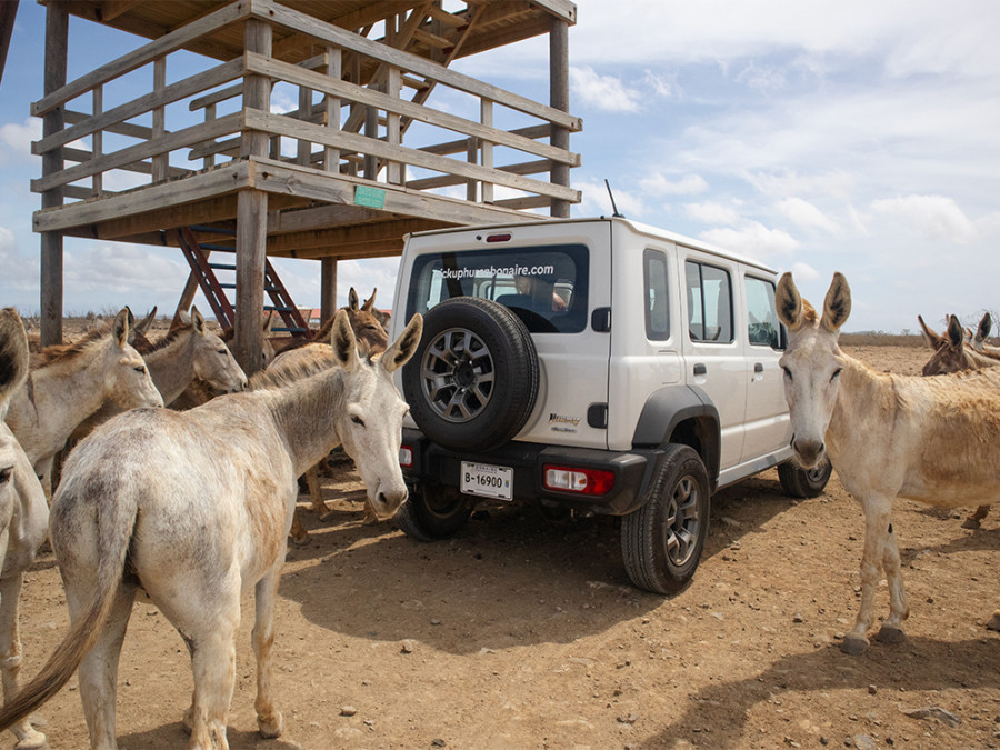 Donkey Sanctuary Bonaire