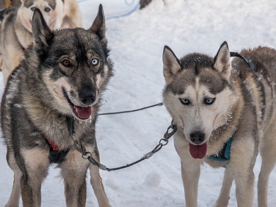 Huskies Huskies