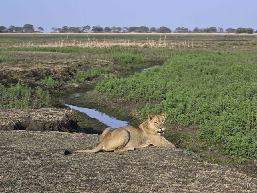 Natuur in Kafue Zambia