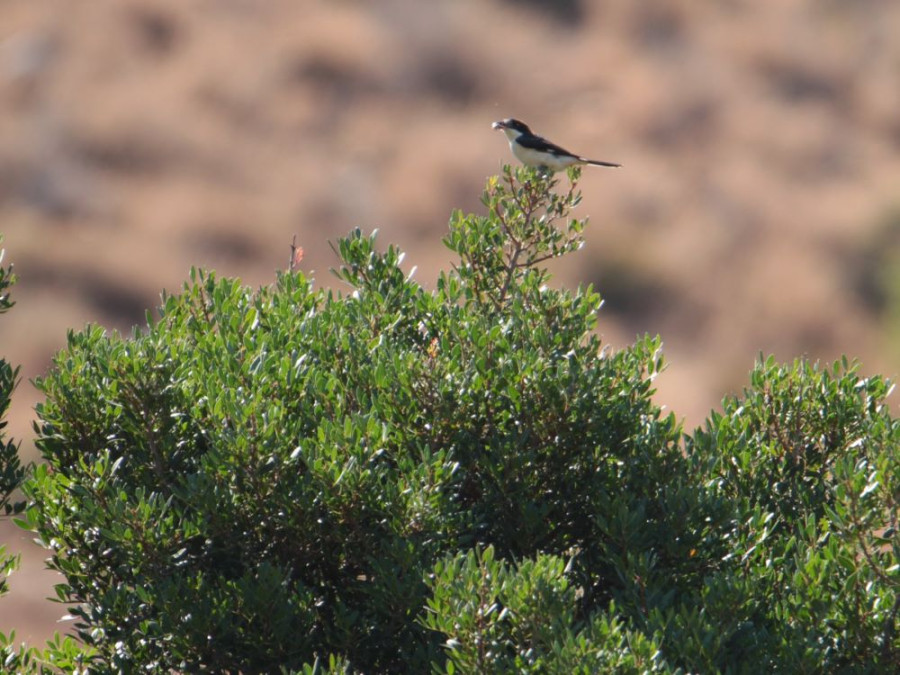 vogels Kefalonia