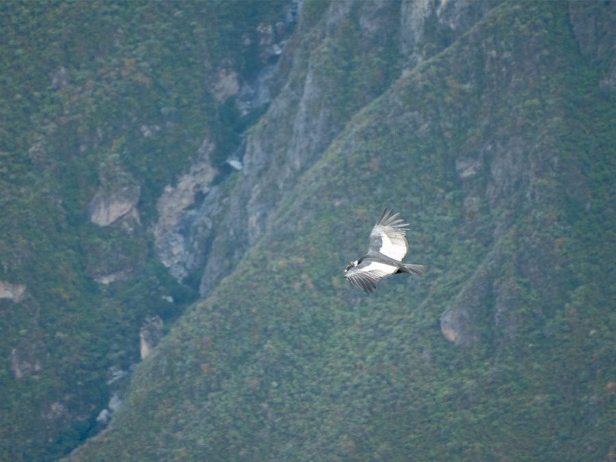 Condors in de Colca Canyon