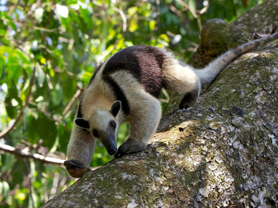 Wandelen in Corcovado