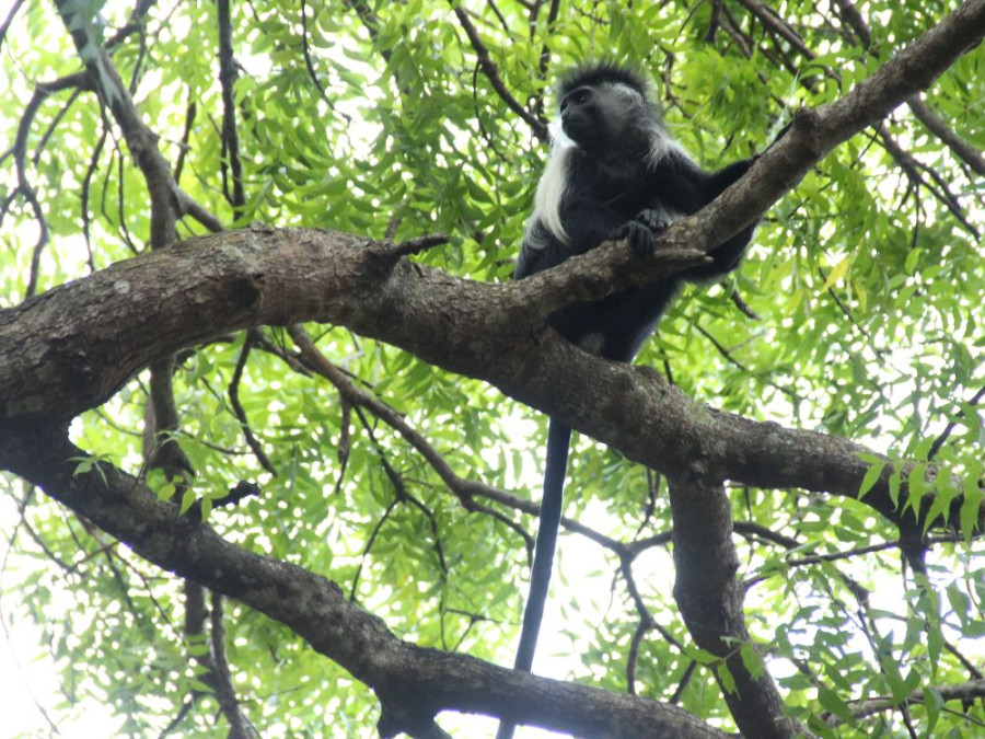 Colobus