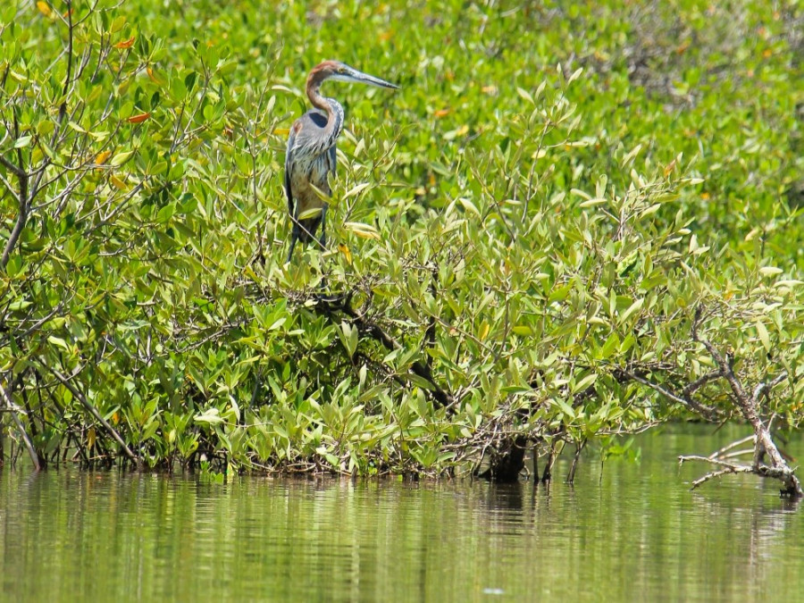 Purperreiger Senegal