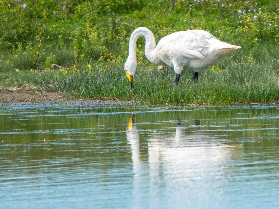 Vogels spotten Vogels spotten