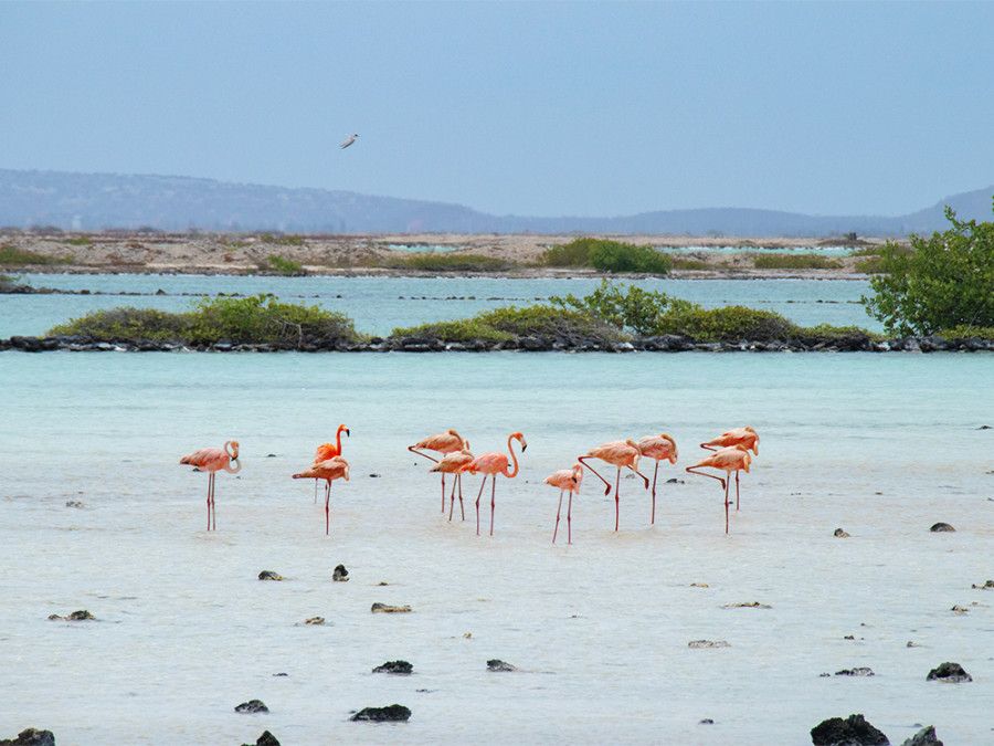 Duurzaam reizen naar Bonaire