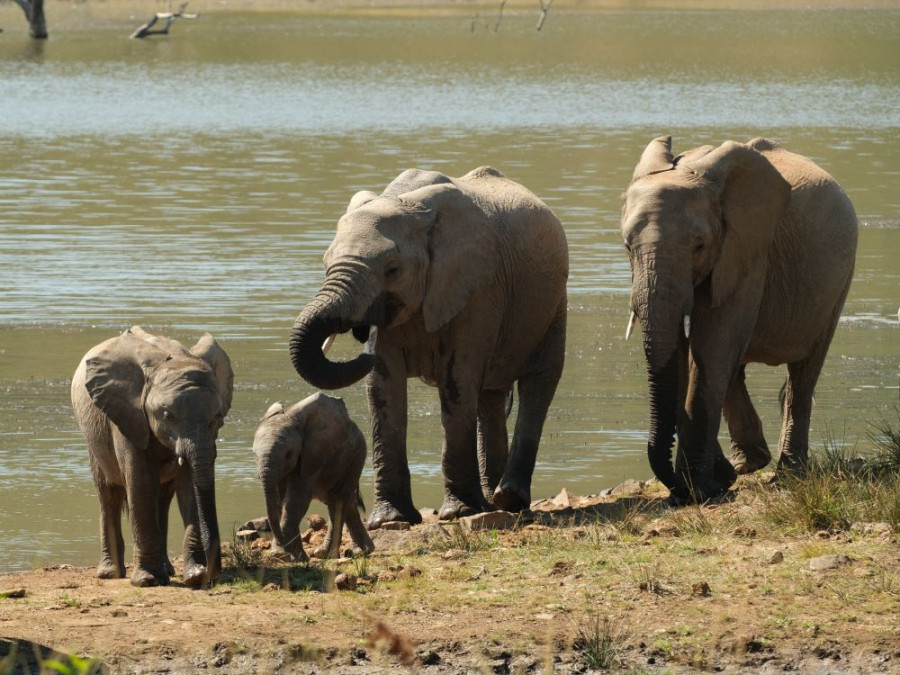 Pilanesberg olifanten familie