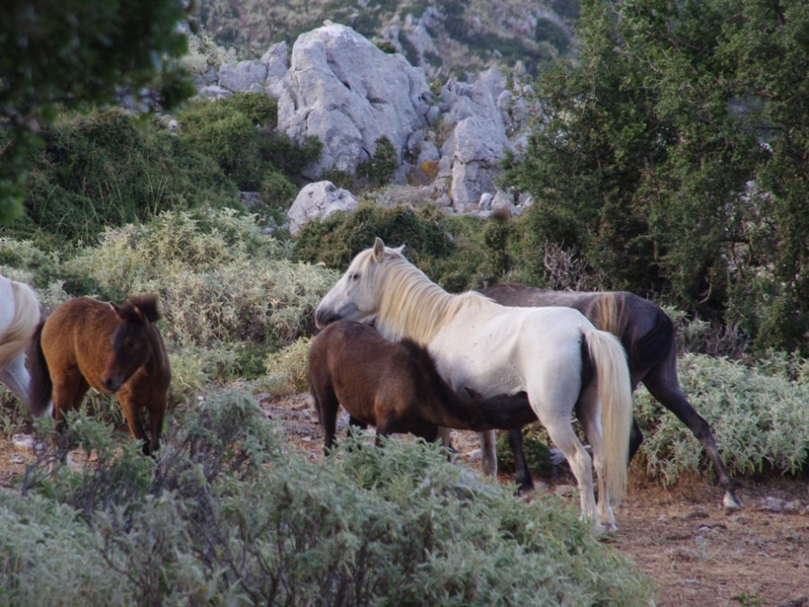 Paarden Kefalonia