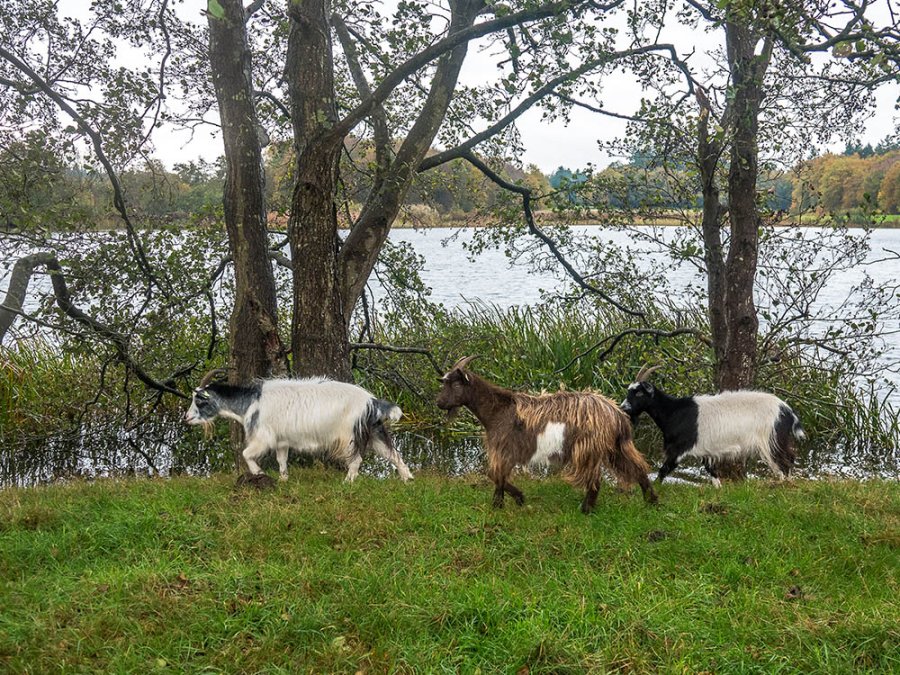 Geiten bij het Wyldemerk Geiten bij het Wyldemerk
