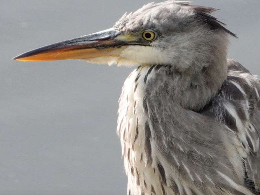 Reiger vogels Brenne