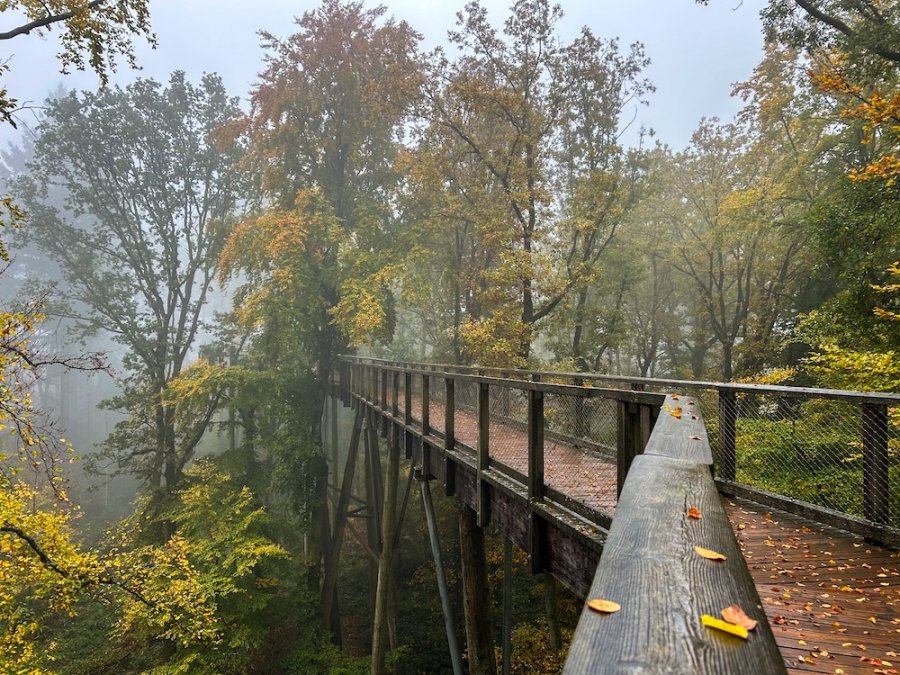 Boomtoppenpad in Saarland Boomtoppenpad in Saarland