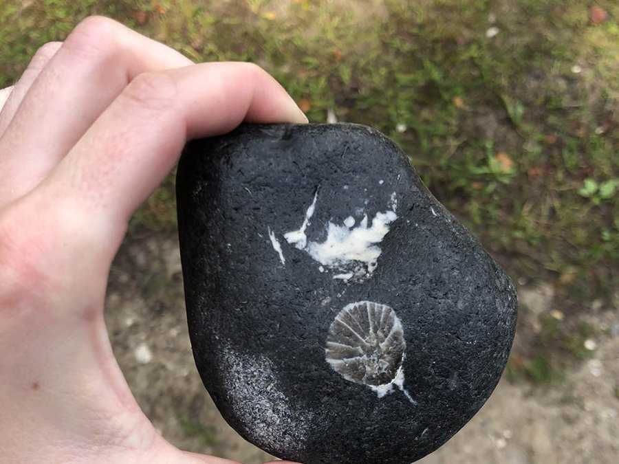 Fossiel Møns Klint Fossiel Møns Klint