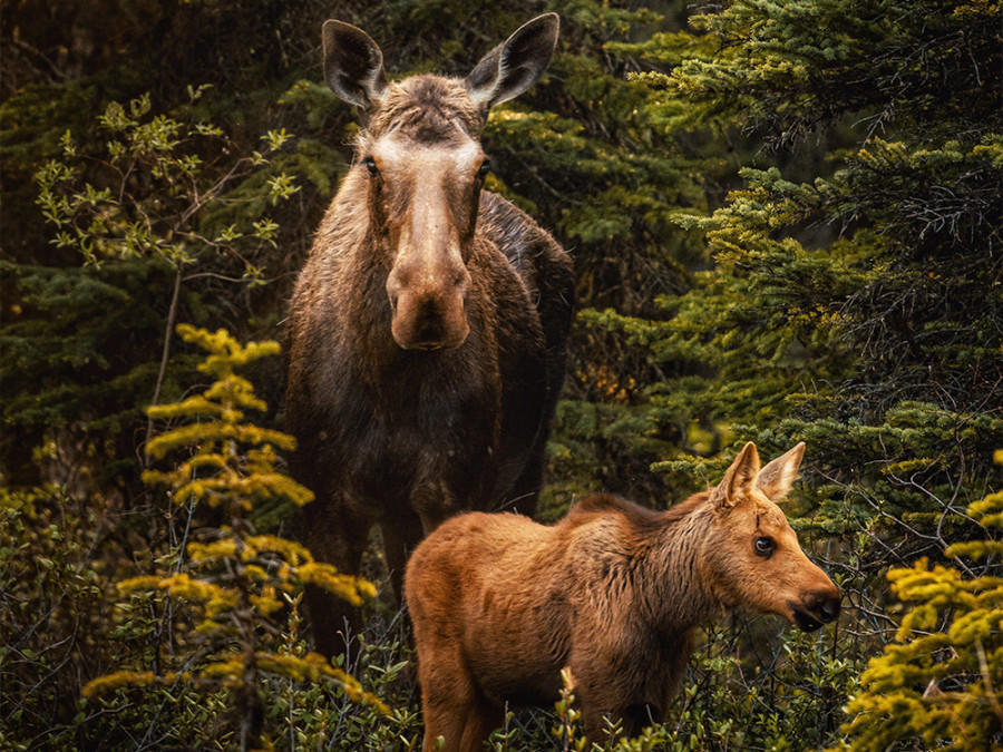 Dieren spotten in Jasper