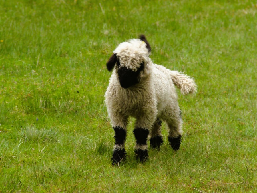 Walliser zwartneusschaap