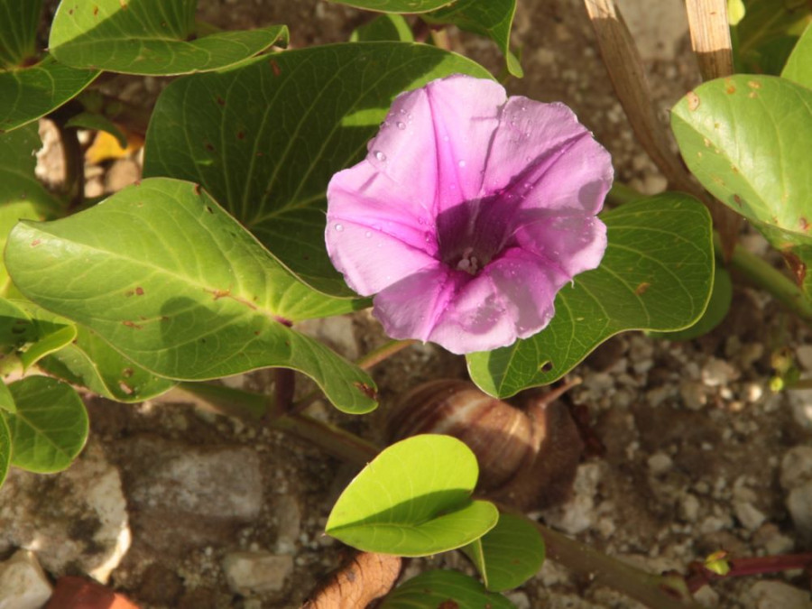 Ipomoea pes-caprae