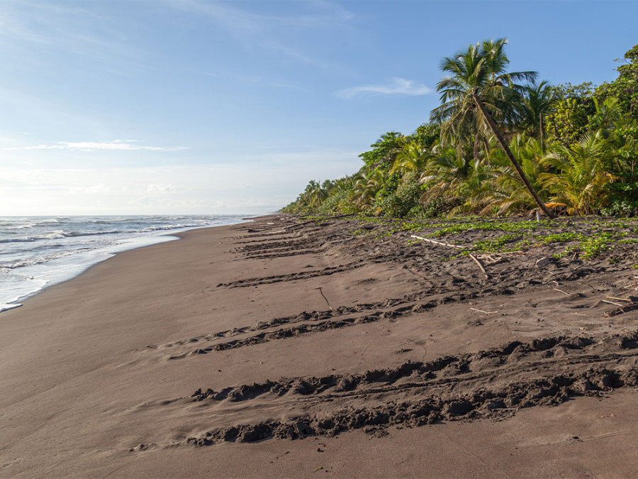 Schildpadden in Tortuguero