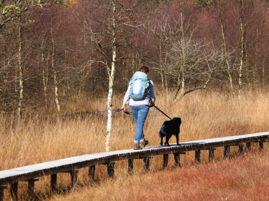 Wandelen hond