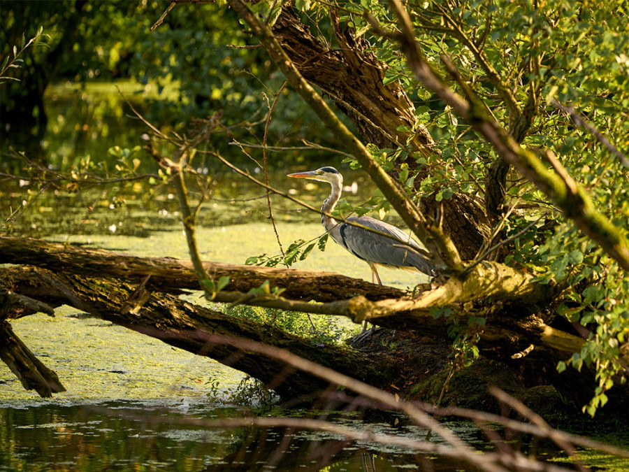 Vogels bij Essen